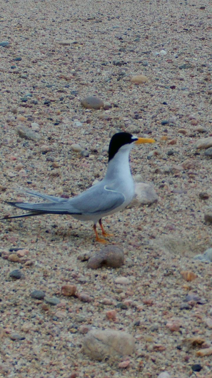 Remote-camera image of an interior least tern on sandy substrate next to its camouflaged nest.