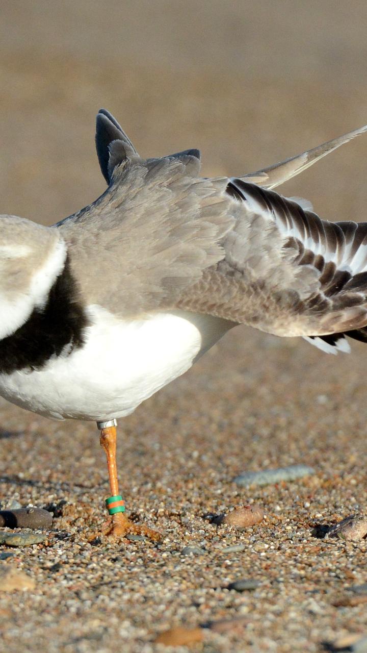 A banded piping plover stretches its wings on a gravel beach