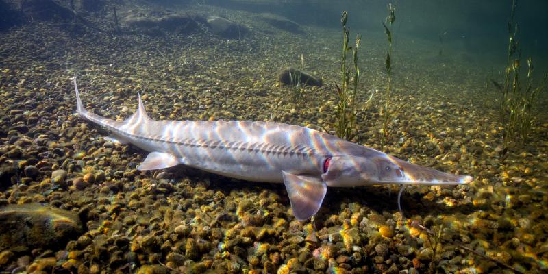 Pallid sturgeon swimming on the bottom of a river