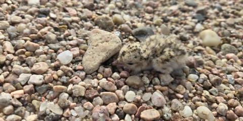 A downy least tern chick camouflaged against sand and small stones.