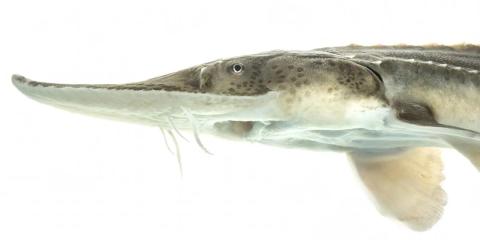 Close-up profile of a two-year-old pallid sturgeon underwater.