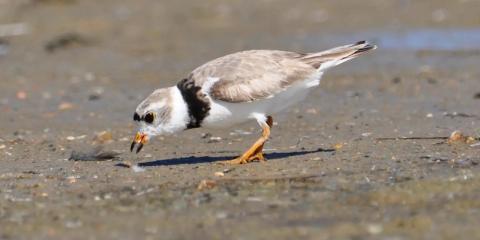Piping plover searching for food along the shoreline.