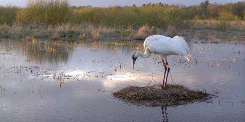 Whooping crane standing on a nest in shallow water.