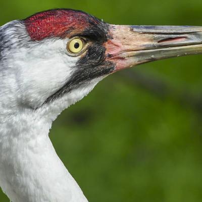 Image of a whooping crane