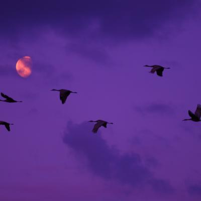 Sandhill cranes flying across the moon at Valentine National Wildlife Refuge.