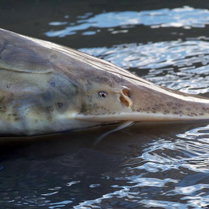 Detail of a pallid sturgeon head above water