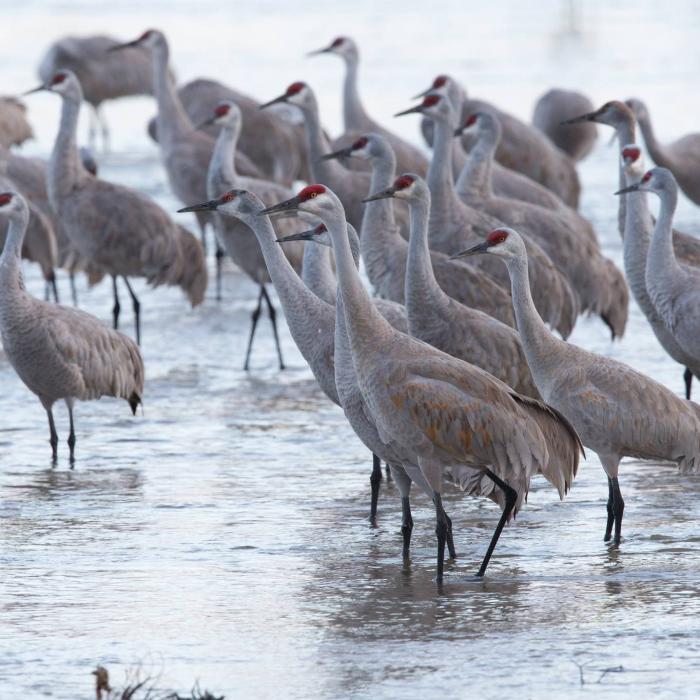 Sandhill cranes migrating over a Partners for Fish and Wildlife restoration site along the central Platte River.