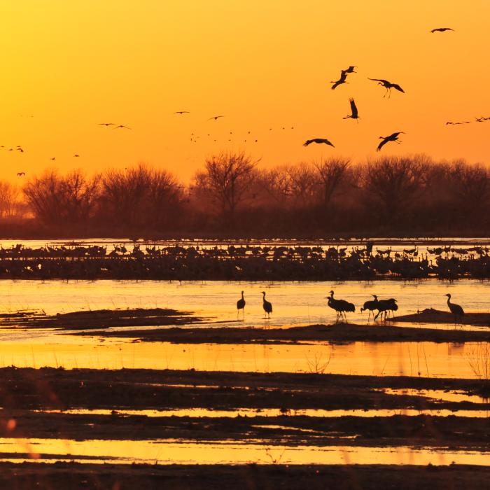Hundreds of sandhill cranes flying over the Platte River during migration in central Nebraska.