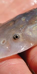 Image of Pallid sturgeon