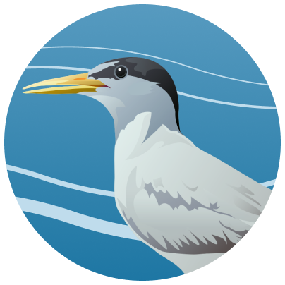 Sketch of an Interior Least Tern