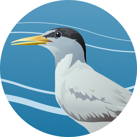 Artwork image of Interior Least Tern